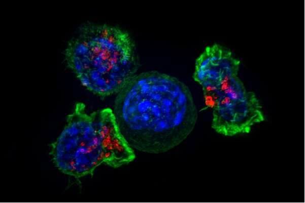 Preparing T cells for the long haul