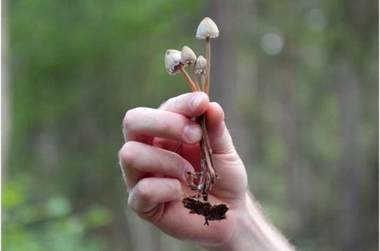 “神奇蘑菇”药物逐渐走向主流治疗