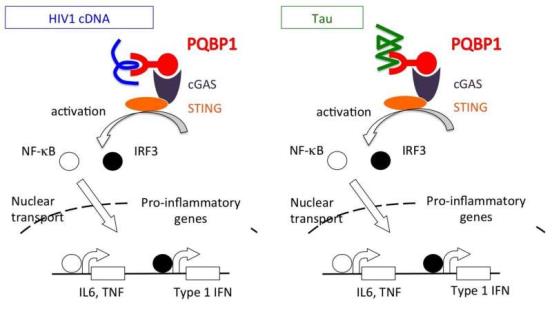 Tau and PQBP1: Protein Interaction Induces Inflammation in the Brain