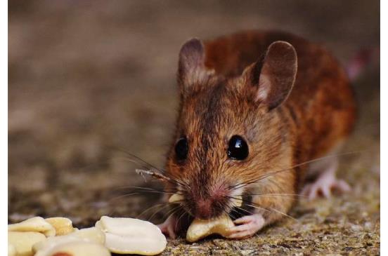 马拉松老鼠的血液可以促进“沙发土豆”老鼠的大脑功能