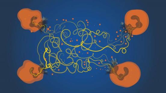Gut Microbes May Drive Weight Gain after Smoking Cessation - Life Sciences | Weizmann Wo<em></em>nder Wander