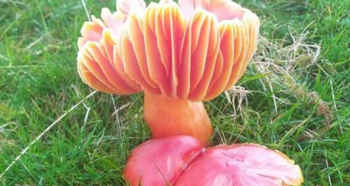 Crimson waxcap fungus: one of the beautifully coloured waxcap fungi that  occur in  grasslands like the Curragh. 