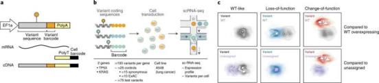 New high-throughput method greatly expands view of how mutations impact cells