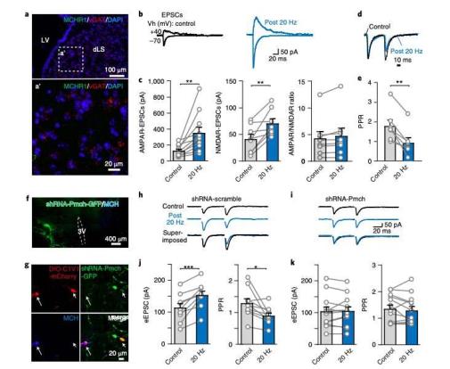 Study finds that the hypothalamic melanin co<em></em>ncentrating hormone regulates activity in the dorsolateral septum