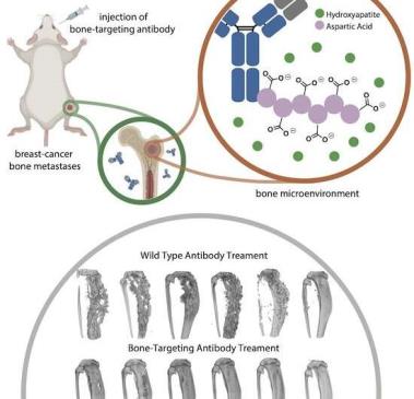 Antibody with engineered peptide targets bone me<em></em>tastasis | Rice News | News and Media Relations