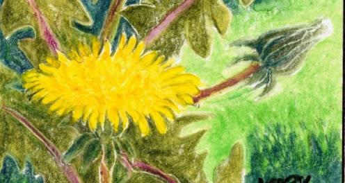 Another term from the French, pissenlit (pissabed), encapsulates one attribution of the dandelion’s use in folk medicine. Drawing by Michael Viney 