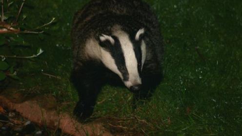 Terry Flanagan’s photo of a badger emerging from its sett.