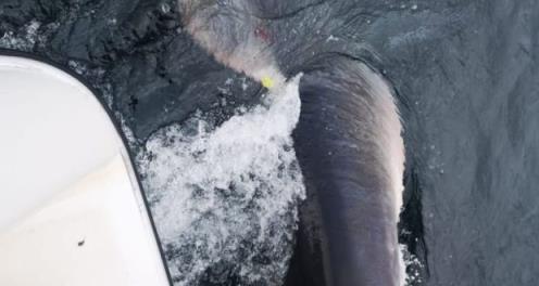 多尼哥海岸捕获半吨鼠鲨
