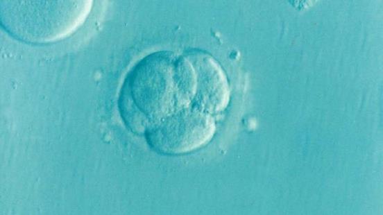 冷冻胚胎纠纷揭示了与不想要的父亲有关的法律差异