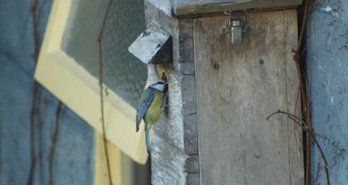 Blue tits often seem compelled to peck extensively at the entrance hole of a nestbox before using it, removing small pieces of wood