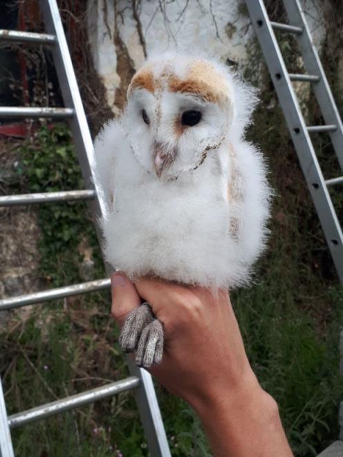 One of the seven-week-old barn owl chicks that was found at the cottage in north Cork. Photo credit: Alan McCarthy/ BirdWatch Ireland