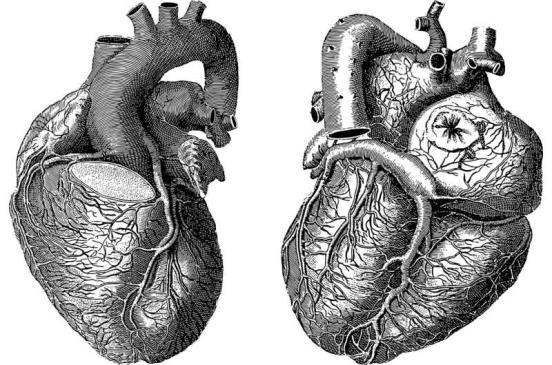 修复心脏:阻断DYRK1a可能会导致更好的心脏病发作结果
