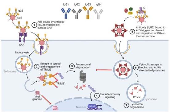 人IgG3有效的胞内抗病毒活性依赖于铰链区