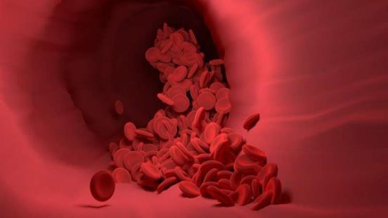 研究揭示了血管如何利用“捷径”来控制心血管系统