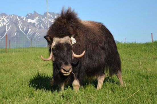Scientists see signs of traumatic brain injury in headbutting muskox
