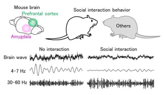Researchers uncover brain waves related to social behavior