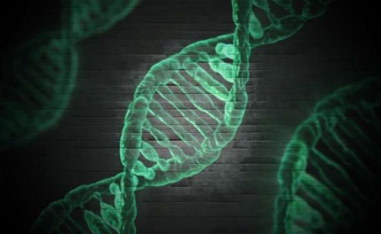 研究表明基因型导致停药，减少用药