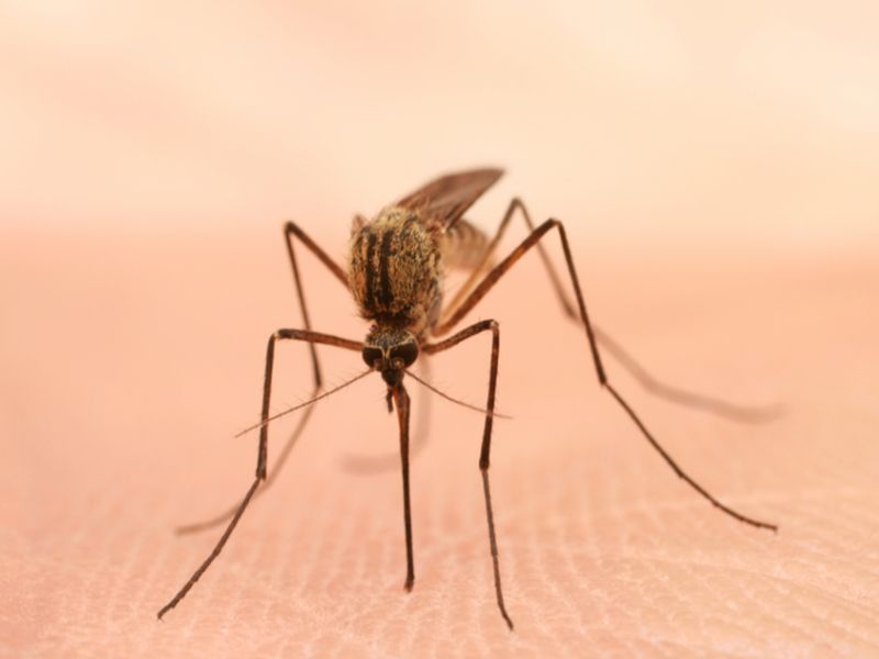 有些病毒会让人对蚊子更有吸引力
