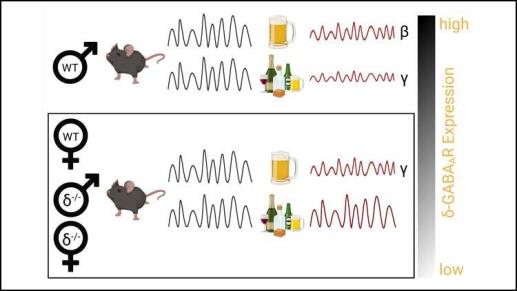 酒精对雄性和雌性小鼠大脑活动的影响不同