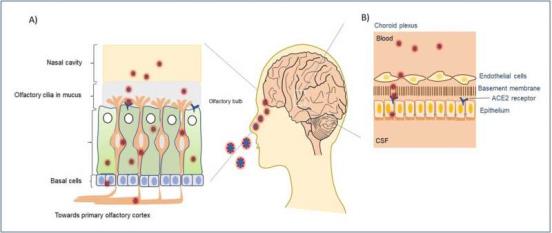 关键脑区感染COVID-19可能导致大脑加速衰老