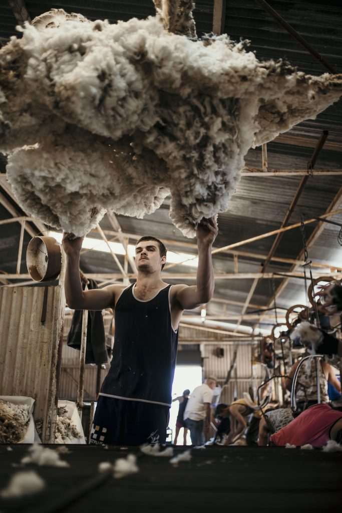Photo of man throwing newly shorn wool in the air. 