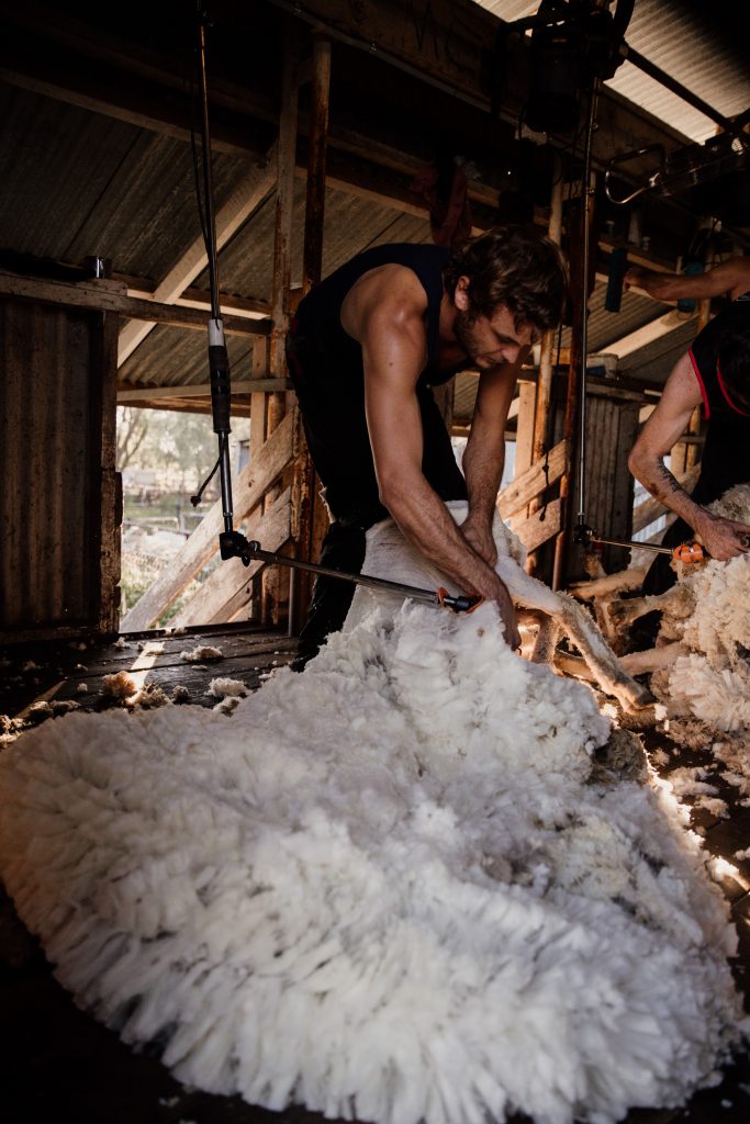Photo of man shearing sheep.