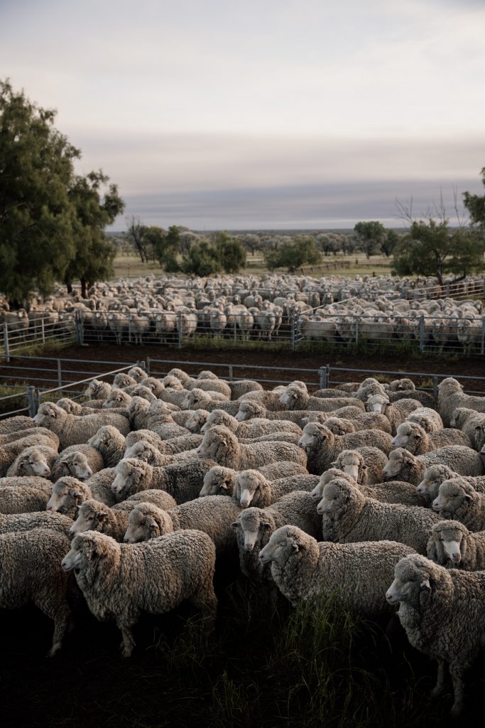 Photo of a paddock of merino sheep waiting to be shorn.