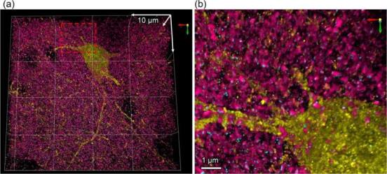 A comprehensive status report on optical imaging methods for brain science