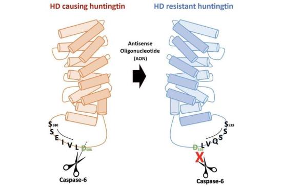 Establishing a novel strategy to tackle Huntington's disease