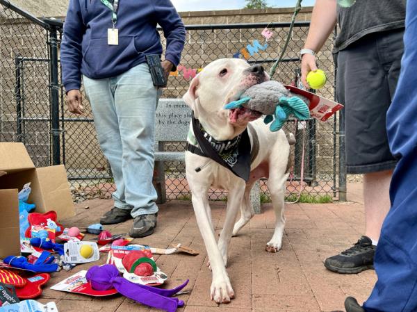 狗屋将在华盛顿西南人道协会举办免费宠物收养周末活动